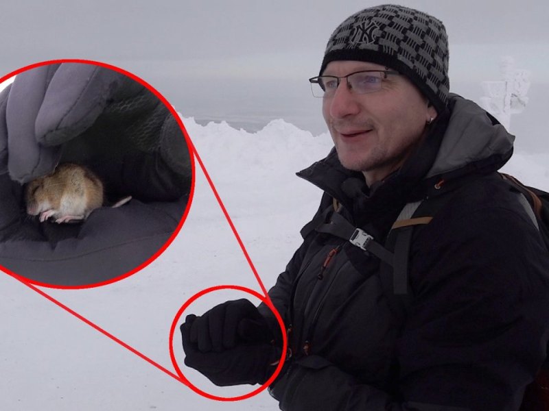 Harz-Brocken-Maus.jpg