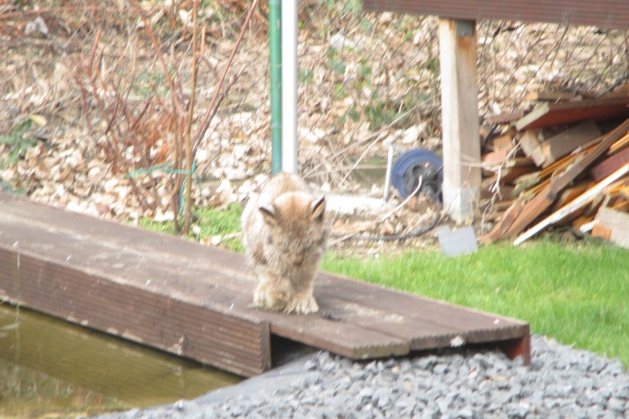 Eine Anwohnerin hat einen geschwächten Luchs in ihrem Garten entdeckt. 