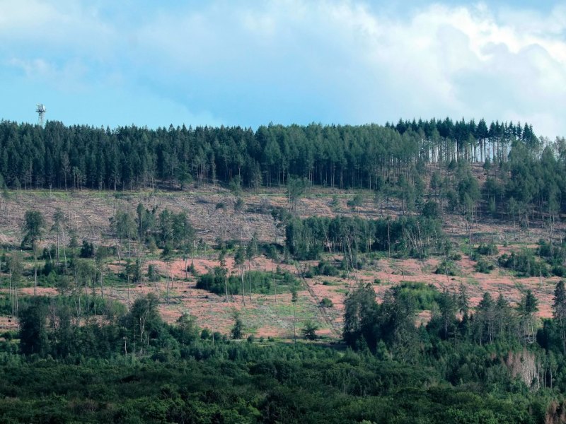 Harz Wald.jpg