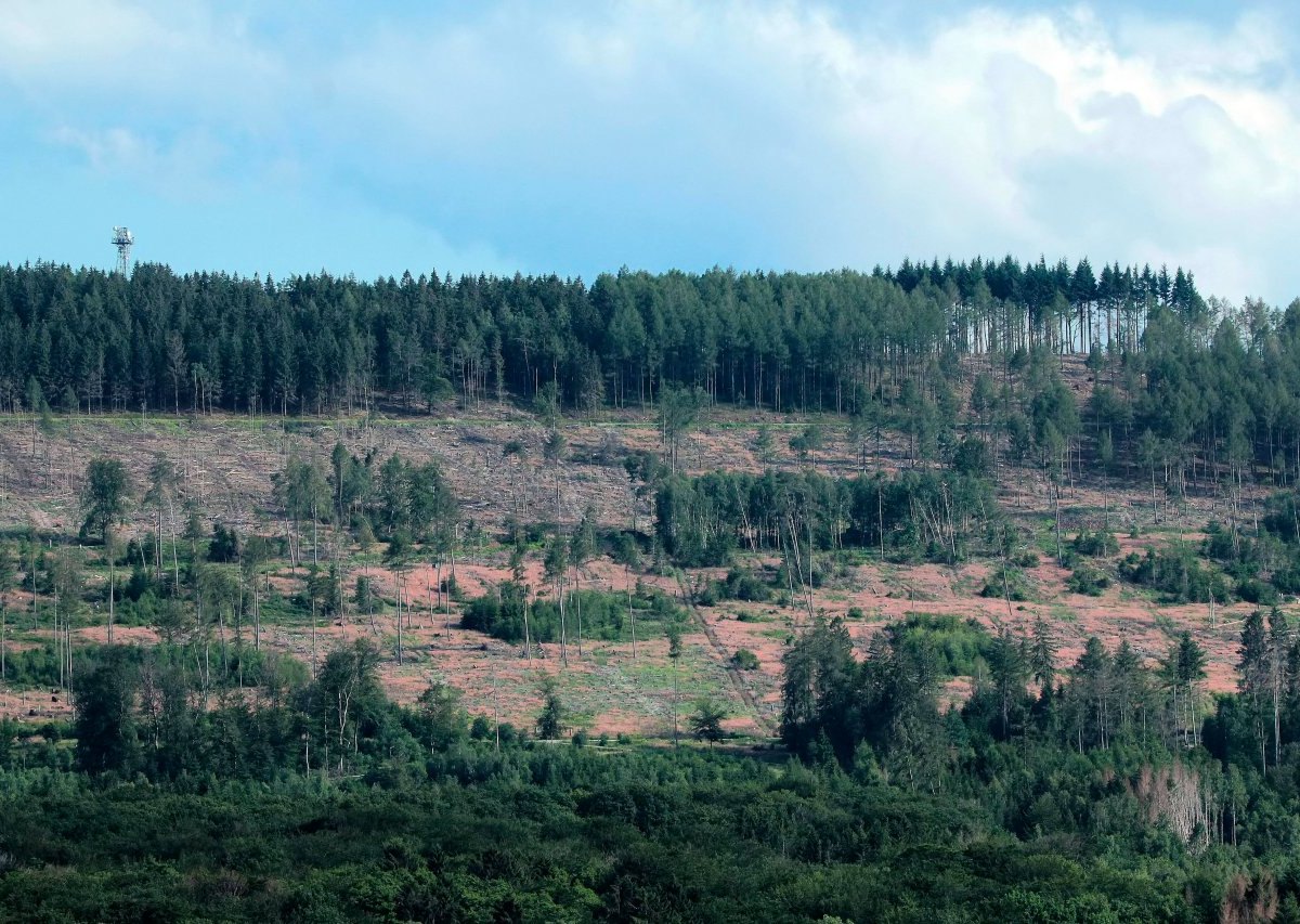 Harz Wald.jpg