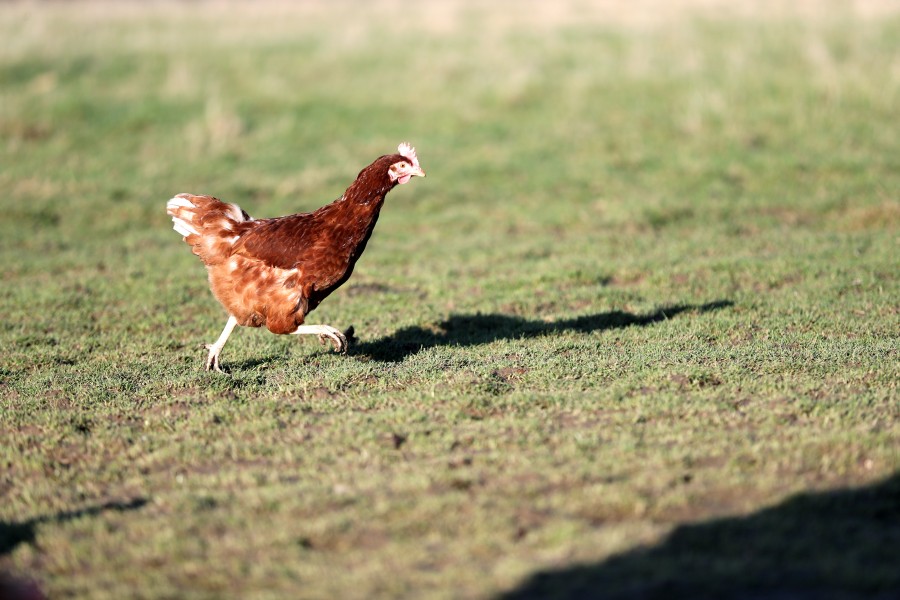 Ein Huhn sorgt in Braunschweig für Aufregung. (Symbolbild)