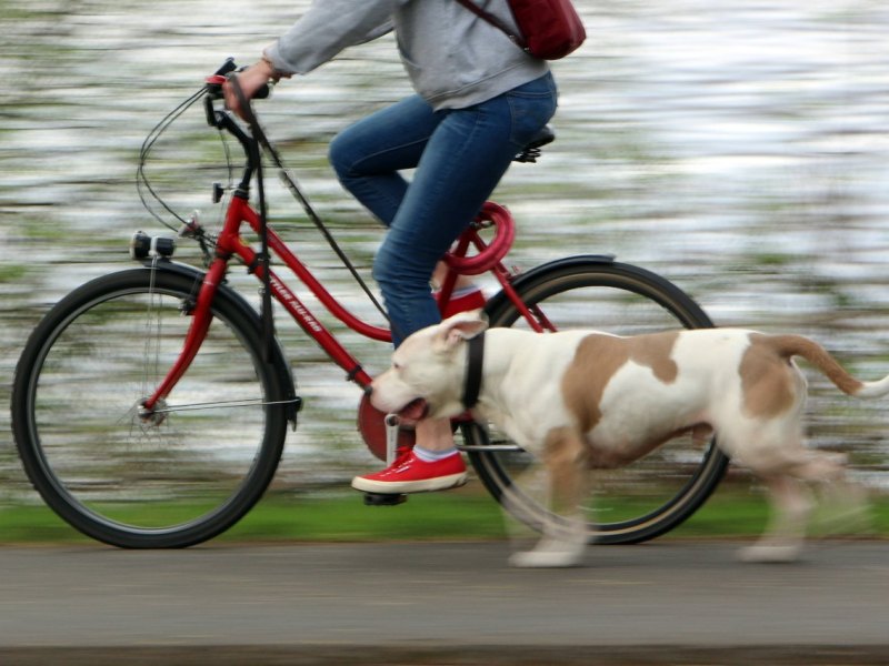 Hund
