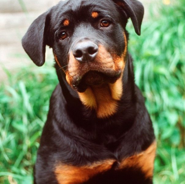 Hund.jpg