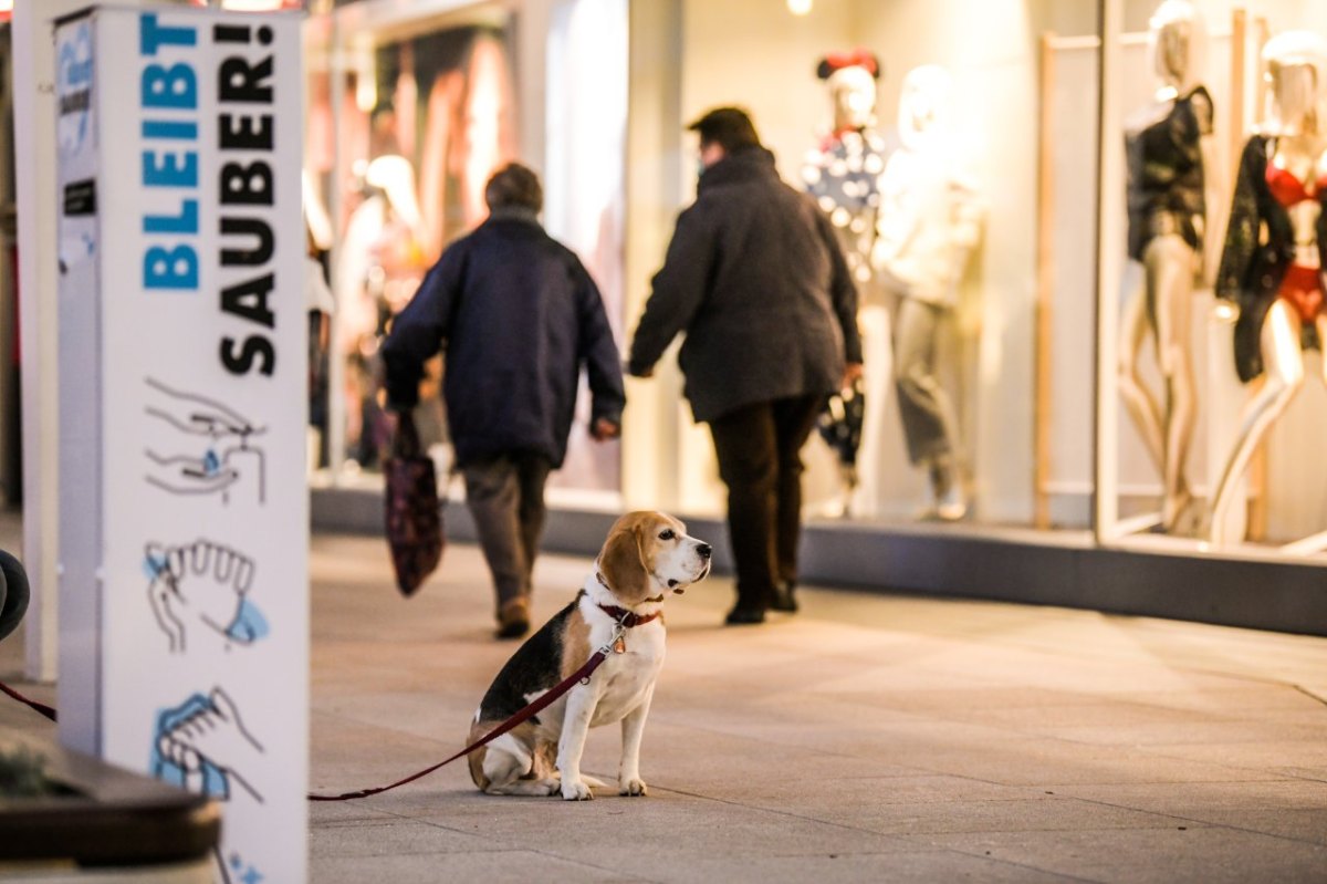 Hund Braunschweig.jpg