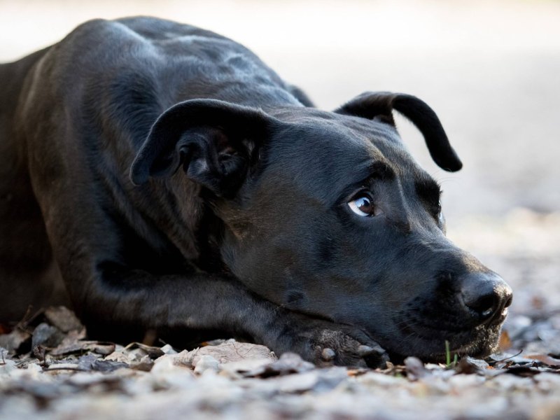 Hund Salzgitter.jpg