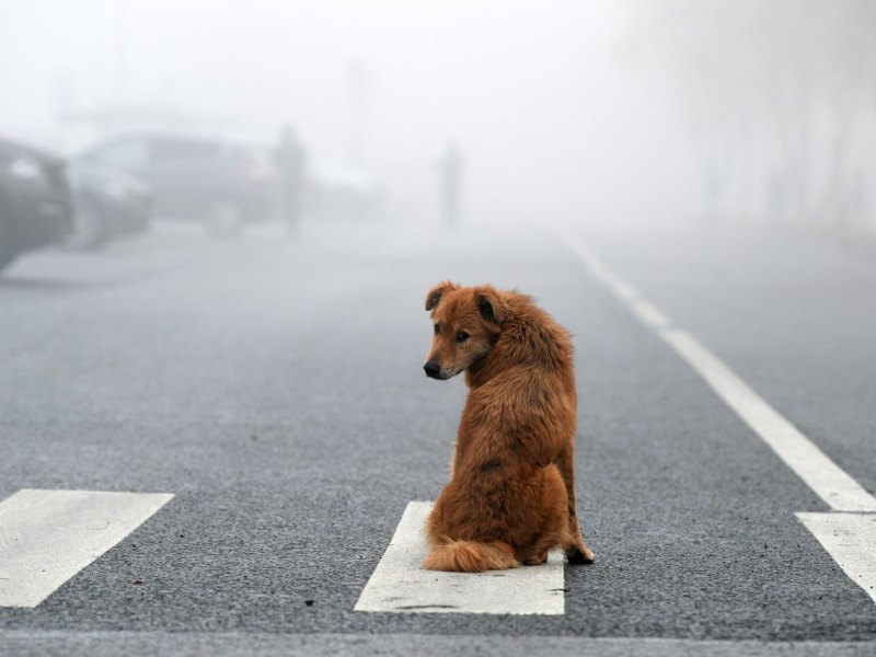 Hund Tierheim Salzgitter.jpg