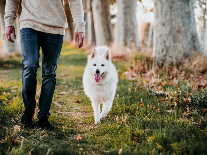 Hund Wald.jpg