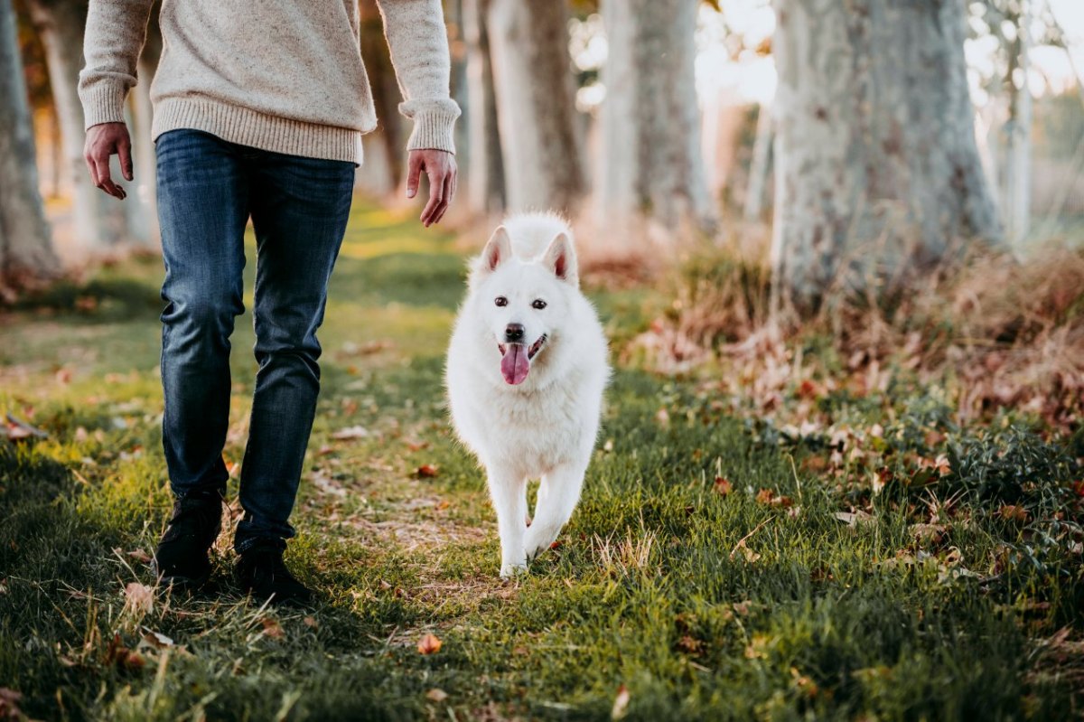 Hund Wald.jpg