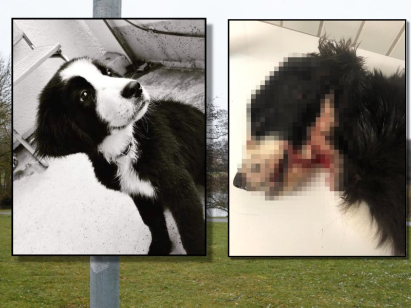 Hund-Wolfsburg-Monti.jpg