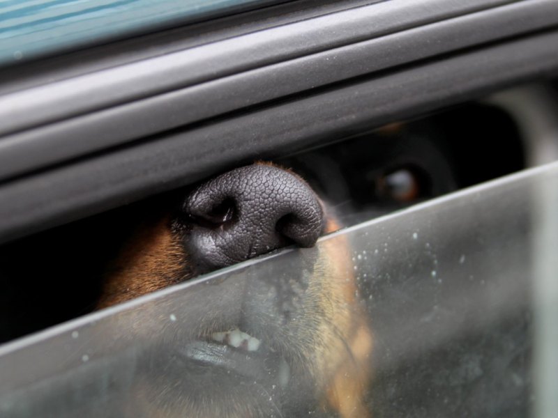 Hund im auto