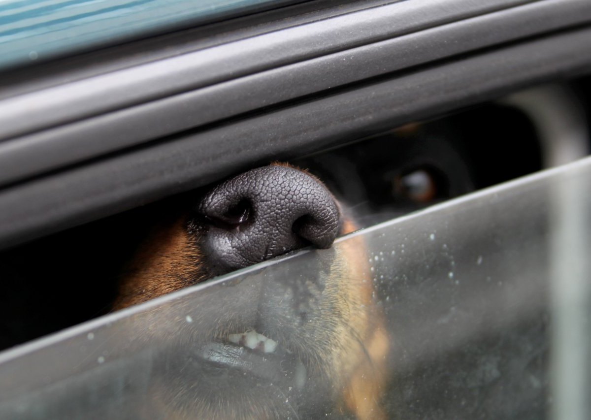 Hund im auto