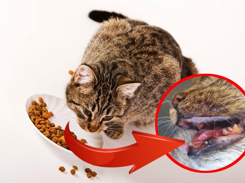 Katze-Tierhilfe-Wolfsburg.jpg