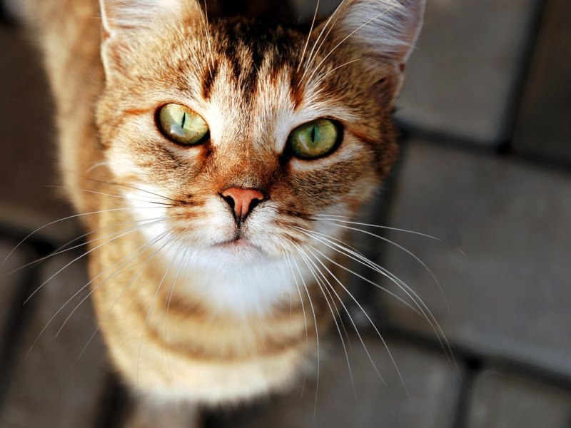 Katze Tierquälerei.jpg