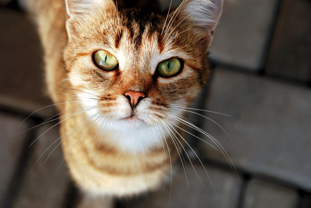 Katze-Tierquaelerei.jpg?w=1200