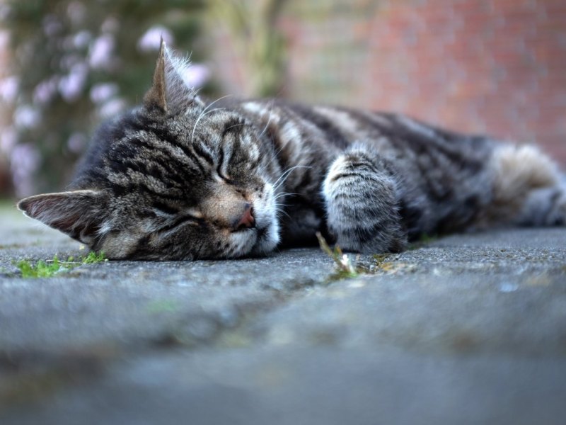 Katze.JPG