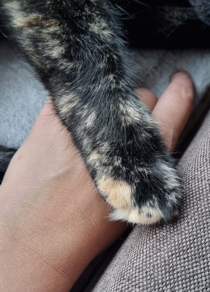 Katzenpfote mit Menschenhand