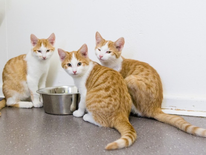 Drei jungen Kitten teilen sich einen Futternapf. Mit ihnen leben aktuell 71 weitere Katzen im Tierheim Salzgitter.