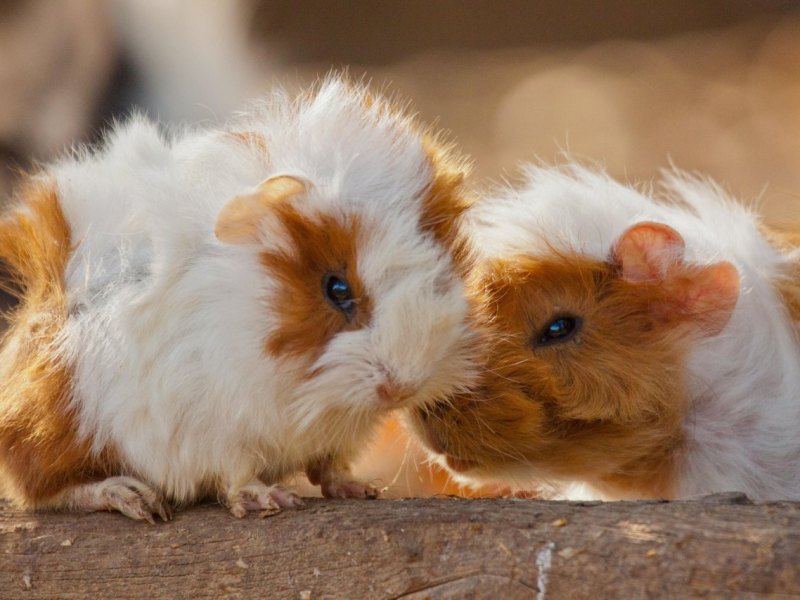 Meerschweinchen Aussetzen.jpg