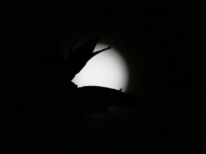 Mond Wolfsburg