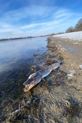 Dieser unglaubliche Fund am Salzgittersee löst bei den Lebenstedtern ein unbehagliches Gefühl aus. 