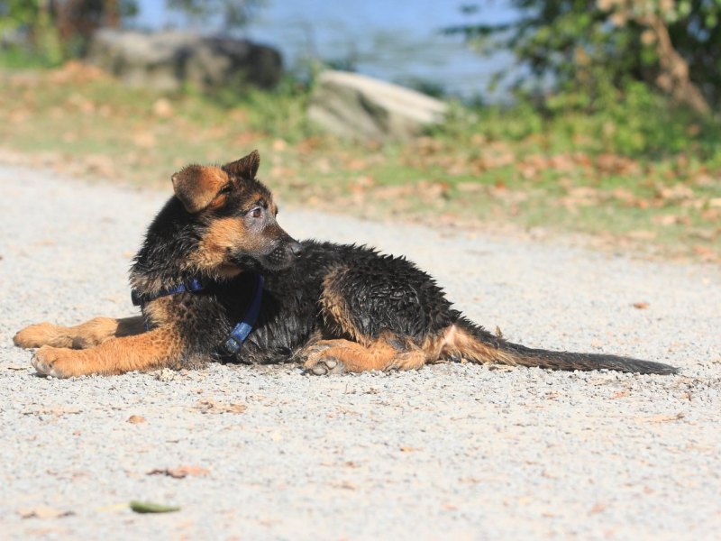 Schäferhund Welpe