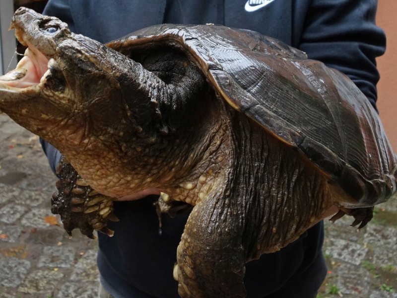 Schnappschildkröte schildkröte peine