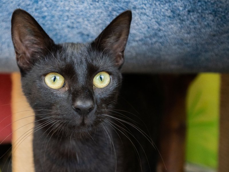 Schwarzer Kater.jpg