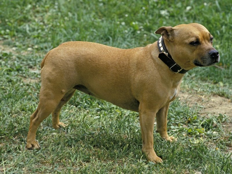Staffordshire Terrier.jpg