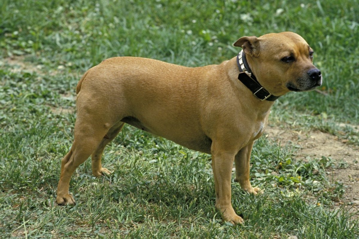 Staffordshire Terrier.jpg