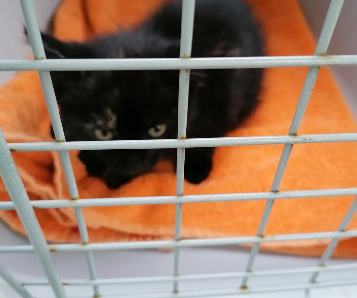 Tierschutzverein Hannover Katze Kätzchen