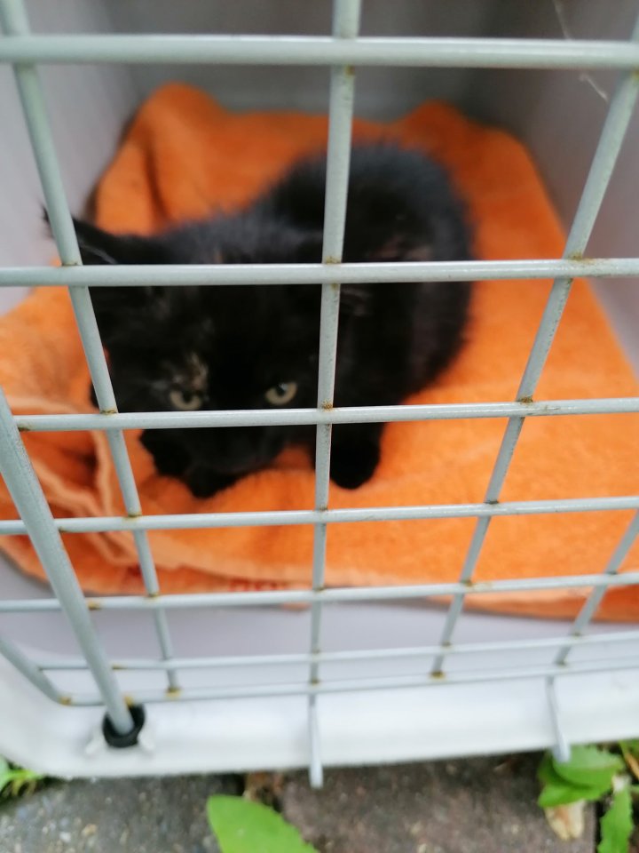 Tierschutzverein Hannover Katze Kätzchen