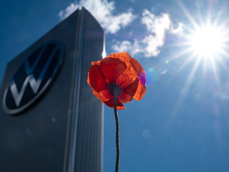 VW Logo Blume