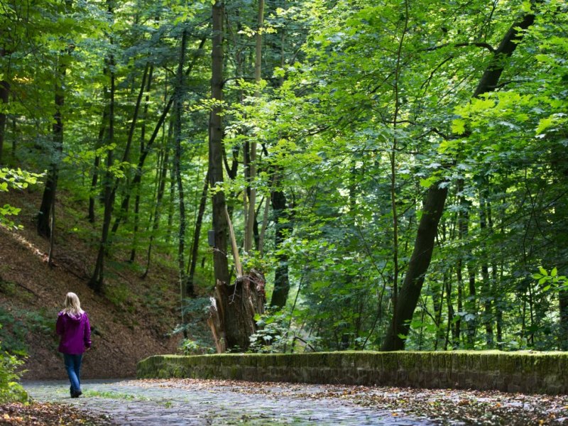 Wald Spaziergang
