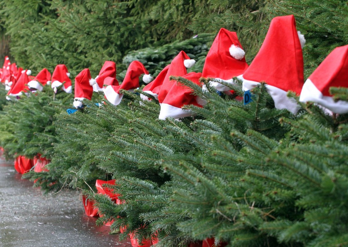 Weihnachtsbaum Verkauf