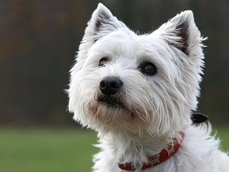 Westhighland Terrier