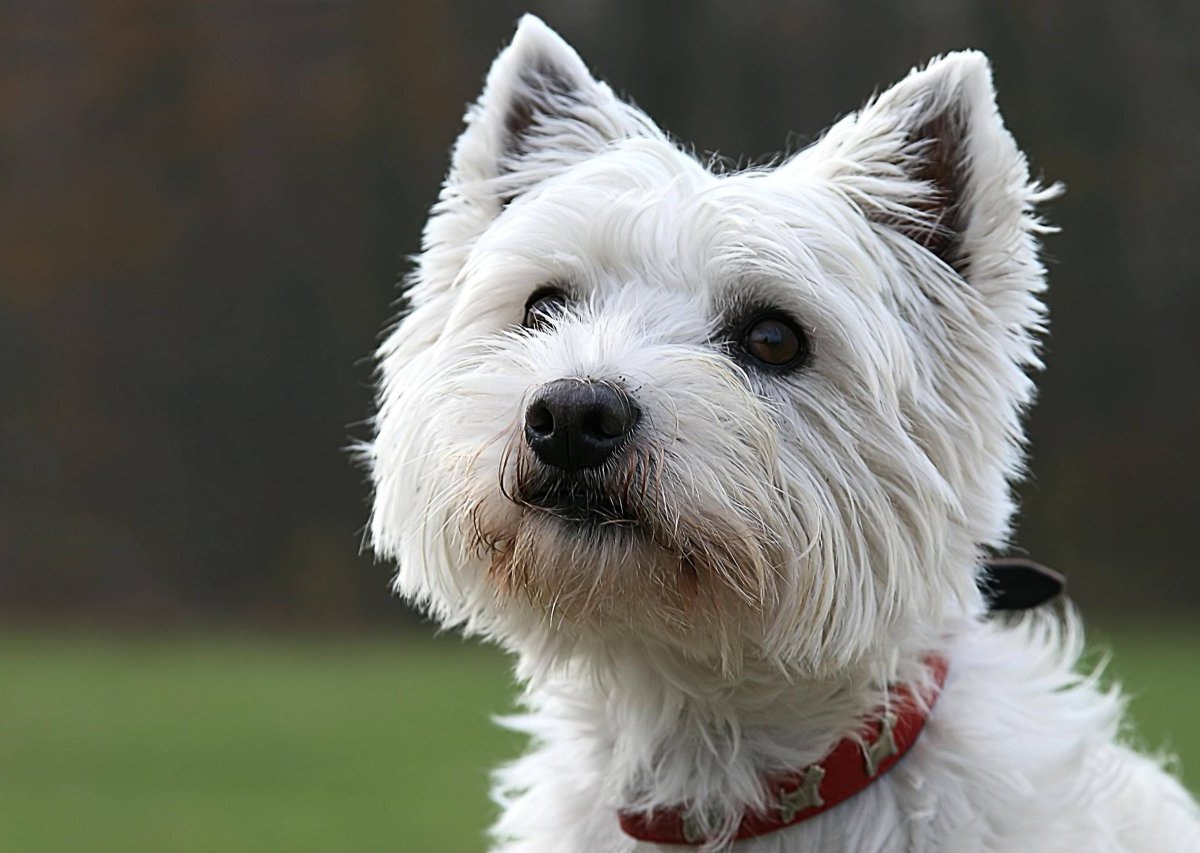 Westhighland Terrier