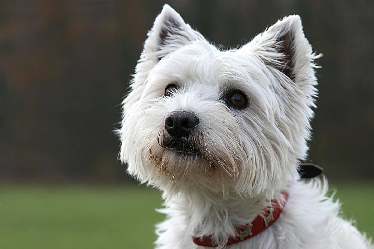 Westhighland Terrier