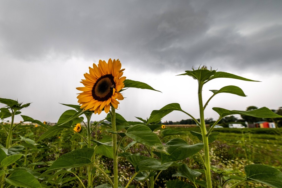 Der August ist das – kommt jetzt der Hochsommer? Das Wetter in Niedersachsen sieht leider nicht danach aus. (Symbolbild)