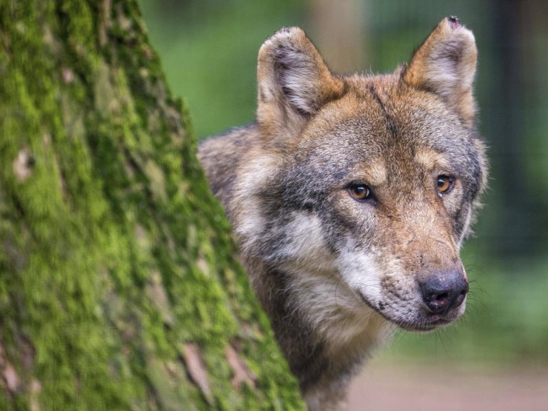 Wolf-Niedersachsen.jpg