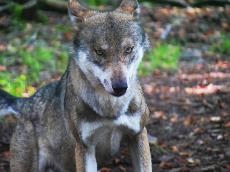 Wolf Niedersachsen.jpg