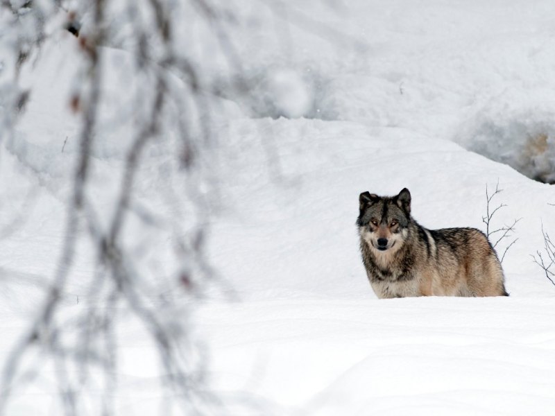 Wolf in Gifhorn_Wolfssichtung.jpg