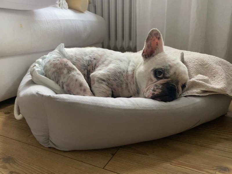 Bulldogge Günni hatte es nicht immer leicht. Jetzt ist die Fellnase gestorben – doch ihr größter Wunsch ist noch in Erfüllung gegangen!