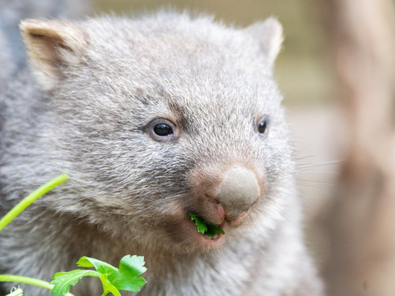 Wombat 1