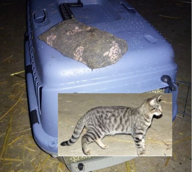 ausgesetzteKatze.jfif