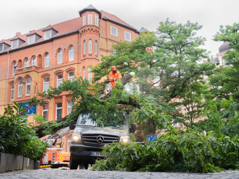 baum hannover wedekindplatz