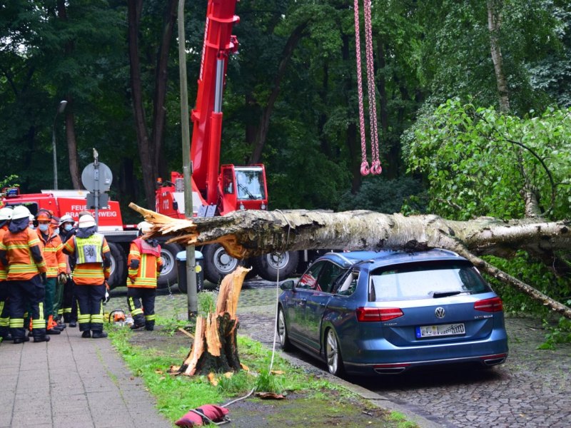 bernerstraße baum braunschweig