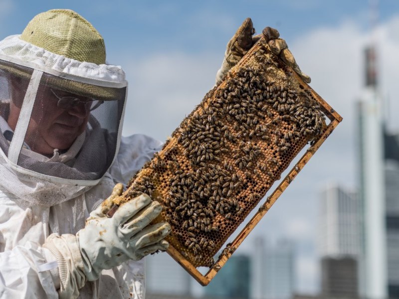 bienen imker