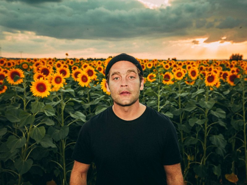 bosse sonnenblumen sunnyside braunschweig