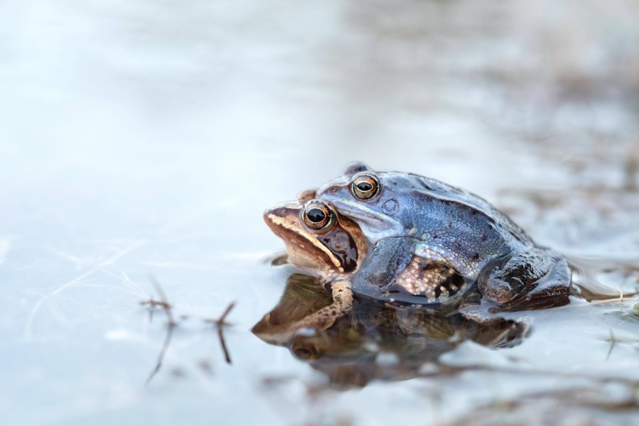 In Braunschweig kannst du derzeit den blauen Moorfrosch bei der Paarung beobachten. 