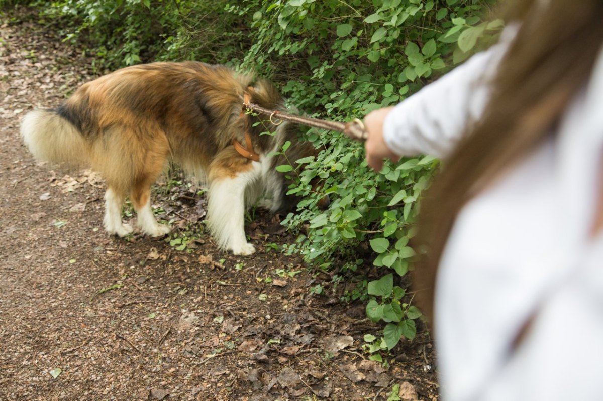 braunschweig hund gassi frau leine